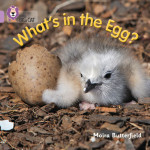 Whats In The Egg?