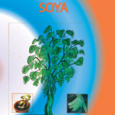 Healthcare Middle Class For Nursery Schools